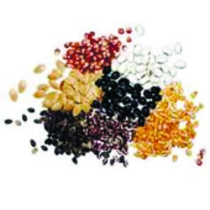 Семена растений