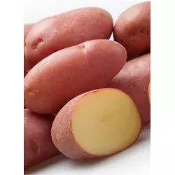 Картопля Ред Леді 1 репродукція