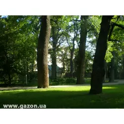 Теневой (парковый) газон
